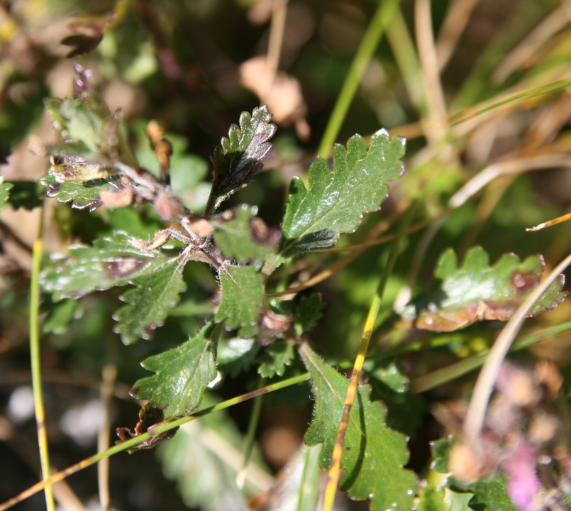 Teucrium chamaedrys  dal moncenisio